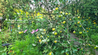Garten_Apfelbaum - I Familien- und Mehrgenerationenhaus mit Traumgarten | Ruhe und Natur | Garage vorhanden I