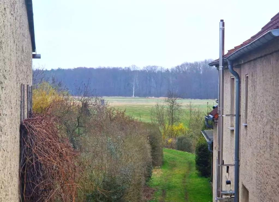 Blick zum Wald